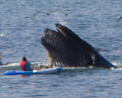 Des fientes de baleines contre le réchauffement climatique