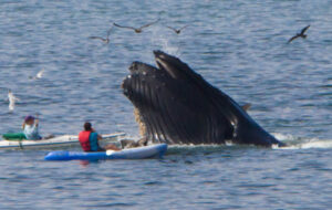 Des fientes de baleines contre le réchauffement climatique