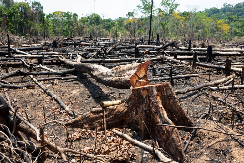 Déforestation En Amazonie 18 Arbres Sont Coupés Chaque Seconde We Demain