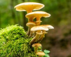 Mycobiote : les secrets bien gardés des champignons dans nos vies