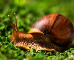 Éloge de la lenteur : et si l’escargot avait tout compris pour préserver la planète ?