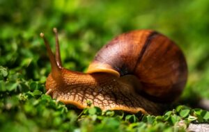 Éloge de la lenteur : et si l’escargot avait tout compris pour préserver la planète ?