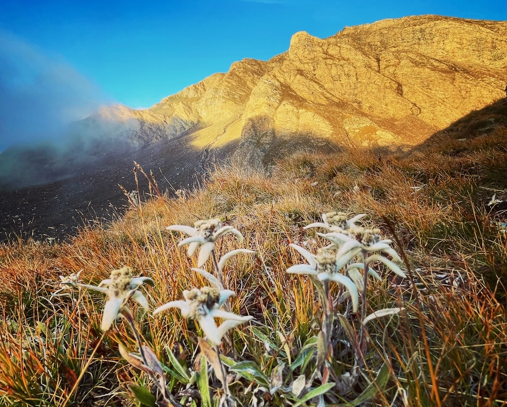 edelweiss