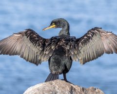 Quand les cormorans migrateurs deviennent des acteurs du climat