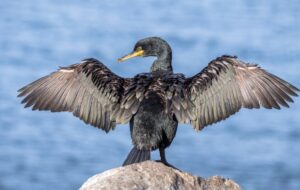 Quand les cormorans migrateurs deviennent des acteurs du climat