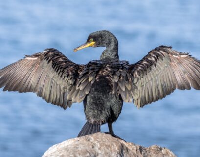 Cormoran