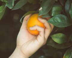 Oranges, citrons, mandarines… bientôt un monde sans agrume ?