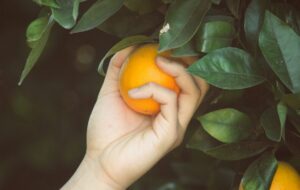 Oranges, citrons, mandarines… bientôt un monde sans agrume ?