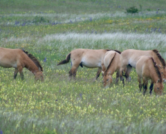 En Lozère, l’introduction des chevaux de Przewalski sauve à la fois l’espèce et l’environnement