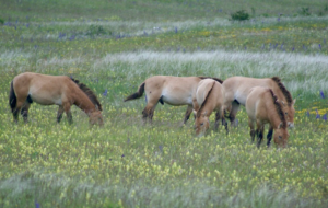 En Lozère, l’introduction des chevaux de Przewalski sauve à la fois l’espèce et l’environnement