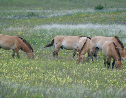 chevaux de Przewalski