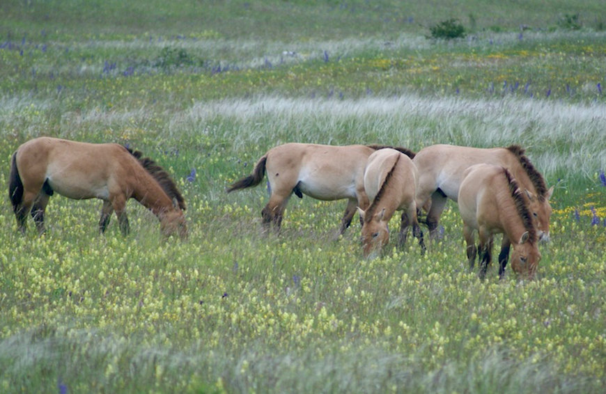 chevaux de Przewalski