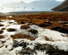 Fonte du permafrost et déforestation… toujours plus de méthane libéré dans l’air