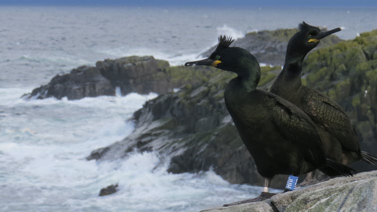 Un couple de cormorans, perchés sur une falaise au dessus de la mer.