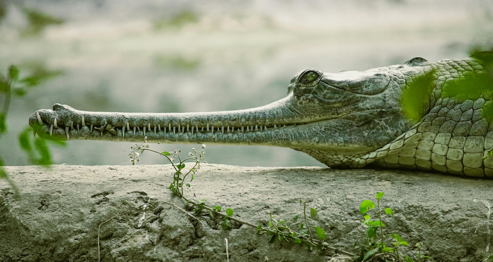 gavial crocodile