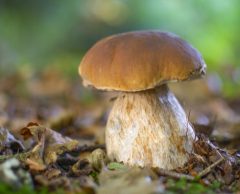 Un site qui dévoile les coins à champignons, miracle ou sacrilège ?