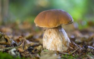 Un site qui dévoile les coins à champignons, miracle ou sacrilège ?