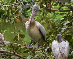 Des décharges devenues poumons verts : comment le Sri Lanka réinvente ses zones humides