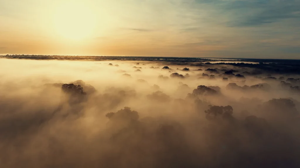 canopée pérou forêt drones