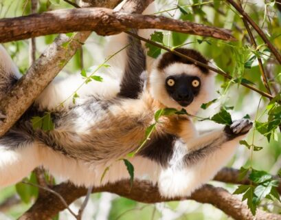 sifaka