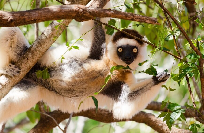 sifaka