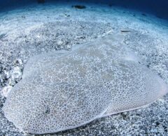 Les requins-anges ont trouvé leur paradis en Corse