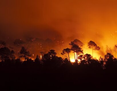 feu de forêt