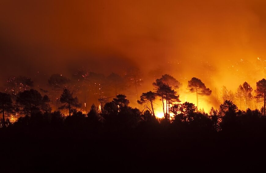 feu de forêt