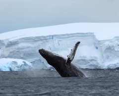 Paul Watson contre l’industrie baleinière : une bataille au-delà des océans