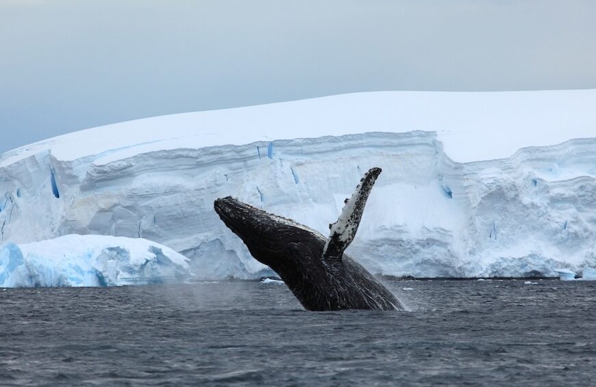 baleine à bosse