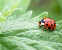 COP16 biodiversité : aveu d’échec à Cali