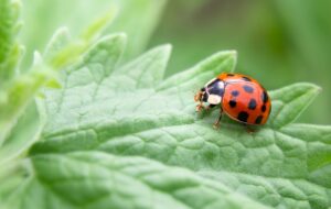 COP16 biodiversité : aveu d’échec à Cali