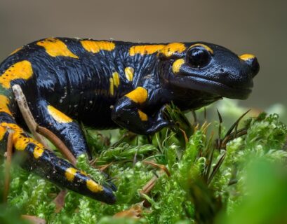 salamandre biodiversité