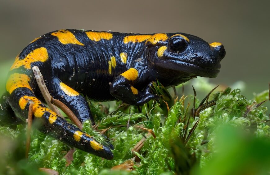 salamandre biodiversité