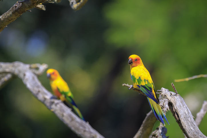 amazonie oiseaux