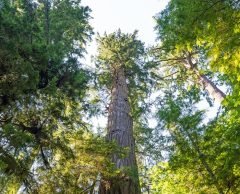 Douglas : l’arbre américain qui bouscule nos forêts françaises