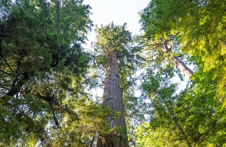 Giant Douglas Fir