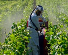 Pesticides : deux cartes choc qui révèlent votre exposition selon où vous habitez