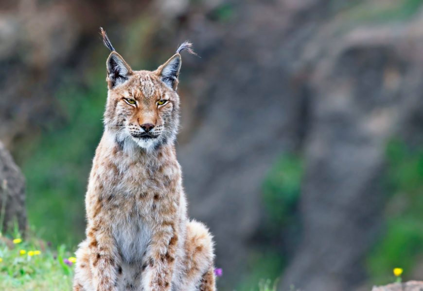 Le lynx, félin sauvage très secret